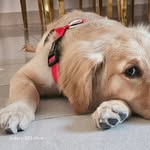 golden retriever Roxie darling - @roxiedarling25325 - Instagram