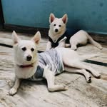 Jhansi - @roxie__darling - Instagram
