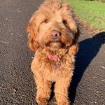Roxie - @roxie.dawson_xoxo - Instagram