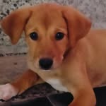 Roxie.don 🐶 - @roxie_the_detective26 - Instagram