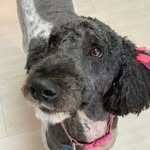 roxie - @roxie_farrer - Instagram