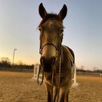 Roxie Ford - @_chaplainthebuckskin - Instagram