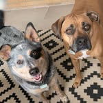 Adventures of Foster & Roxie - @fosterandroxie - Instagram