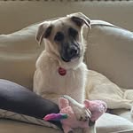 Foster - @roxiefoster0422 - Instagram