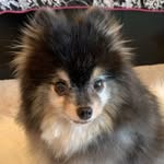 Roxie Foster🦊💛 - @foxie.roxie.foster - Instagram