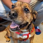 Roxie - @fosterdoggoroxie - Instagram