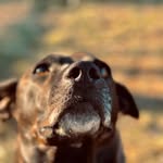 Roxie - @roxieandfosterfriends - Instagram