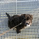 Roxie Godfrey - @roxie.cavoodle - Instagram