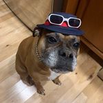 Roxie 🐶 - @roxie.greenn - Instagram