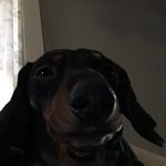 Roxie Greene - @greene.roxie - Instagram
