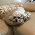 Roxie Cho - @_hullo_roxie_ - Instagram