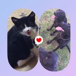 Boots!Roxie!Hunter!Snickers! - @huntingcatanddogs - Instagram