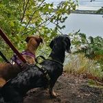 Roxie and Hunter - @roxie_and_hunter - Instagram