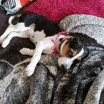 Roxie and hunter ❤💙 - @rox_ie1989 - Instagram