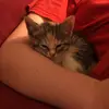 RoxieHunterDeBord - @roxie.debord - TikTok