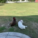 Roxie and Ivy - @roxieandivy - Instagram
