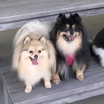 Roxie&Ivy - @roxie.ivy - Instagram