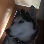 Roxie - @roxie_thehuskey - Instagram