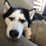 Roxie - @roxiethehuskey - Instagram