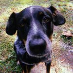 Roxie - @roxie_lear_carter - Instagram