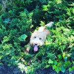Roxie Leonard - @roxietheamazing - Instagram