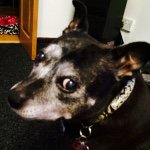 Roxanne Mason - @roxie_roo_mason - Instagram