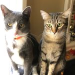 Roxie - @mason.and.roxie - Instagram