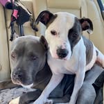 𝐻𝒶𝓋𝑒𝓃 𝑀𝒶𝓇𝒾𝑒 & 𝑅𝑜𝓍𝒾𝑒 𝑀𝒶𝓎 🐾 - @pitttiesisters - Instagram