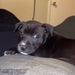 Roxie May🐾🐾 - @roxie_may23 - Instagram