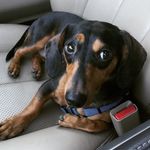 Roxie May - @roxiethe.doxie - Instagram