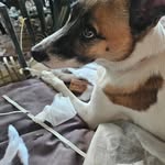 Roxie May - @mishkamooshmoosh88 - Instagram