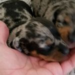 Roxie May - @roxiemay18 - Instagram