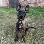 Roxie May Mojica - @brindlerox - Instagram