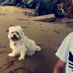Roxie May Saunders 🐕 - @roxie.saunders - Instagram