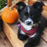 Roxie May Wilcox - @roxie_may_mini_ausssie - Instagram