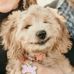Roxie - @roxiemay_ - Instagram