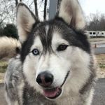 roxy - @roxie_may_may - Instagram