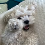Roxie Monroe - @roxie.shichon - Instagram