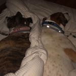 roxie AND murphy - @murphy.roxie.sibling.goals - Instagram