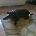 Roxie Lola Murphy Jackson - @the_daly_dogs_ - Instagram