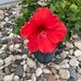 Roxie Murphy - Facebook