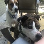 woof bitxh - @murphyroxiesiblings - Instagram