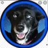 Roxie and Walker! - @roxieandwalker - TikTok