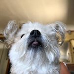 Roxie Walker - @roxie_w_the_dog - Instagram