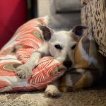 Roxie Walker - @roxie_old_dog - Instagram