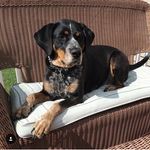 Roxie Walker - @roxie_your_queen - Instagram