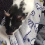 Roxie Warner - @roxie.warner - Instagram