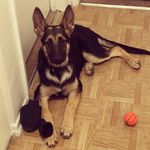 Roxie.Williams - @sheps_rule - Instagram