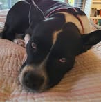 Roxy Bertram - Facebook