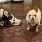 Riggs & Roxy - @riggsandroxy - Instagram